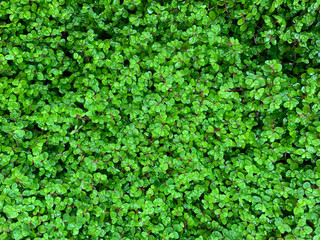 Obraz premium Baby tears ground cover closeup