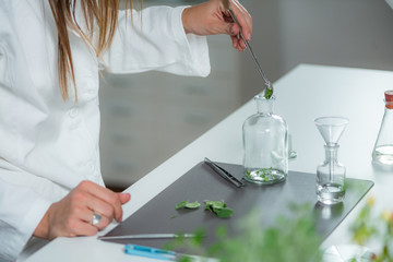 Homeopathy. Homeopath preparing herbal remedies