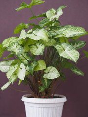 Syngonium liana with a light top of leaves at home. Home plants in the winter garden. Violet background.