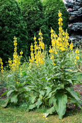 Mullein plant (verbascum densiflorum) in bloom at garden
