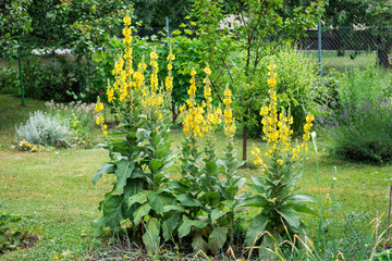 Verbascum flowers in organic garden, mullein plant with yellow petal