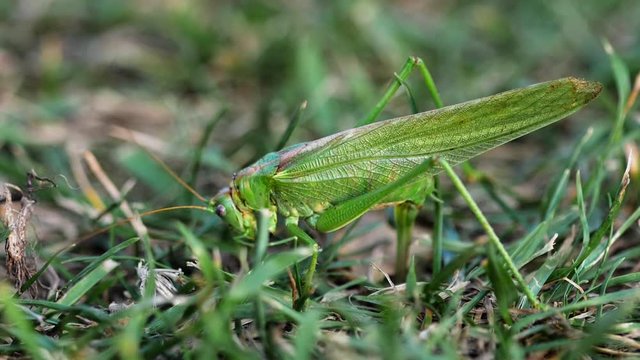 Big green locust female lays eggs