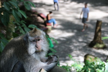 Monkey forest in Ubud at Bali in Indonesia