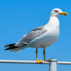 Seagull on background of blue sky