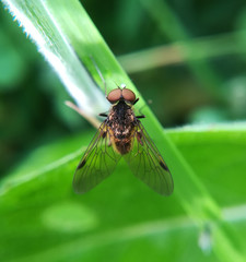 Black snipefly, Chrysopilus cristatus, male