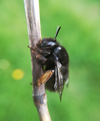 Hairy-footed flower bee, Anthophora plumipes, female