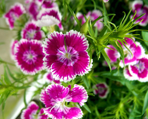 Obraz premium Purple dianthus flowers