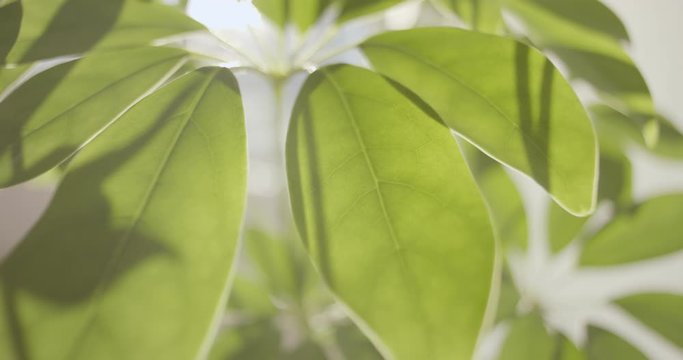 Houseplant dwarf umbrella tree macro overview