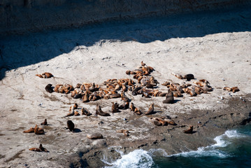 A colony of sea lions on the rocks at the Valdes Peninsula, in Argentina, South America