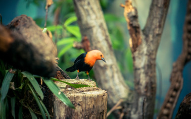 Scarlet-headed Blackbird, Amblyramphus holosericeus, black bird with orange red head in the tropic jungle forest.