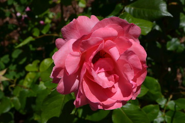 Close up of one large and delicate vivid pink rose in full bloom in a summer garden, in direct sunlight, with blurred green leaves in the background