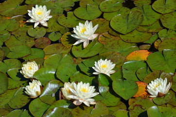 Many delicate white water lily flowers (Nymphaeaceae) in full bloom on a water surface in a summer garden, beautiful outdoor floral background photographed with soft focus