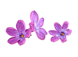 Fototapeta na wymiar Three violet flowers of lilac isolated on a white background