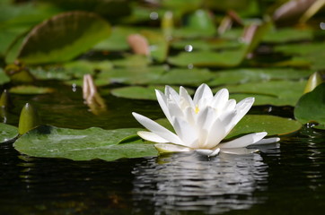 Close up of one delicate white water lily flowers (Nymphaeaceae) in full bloom on a water surface in a summer garden, beautiful outdoor floral background photographed with soft focus