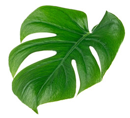 Green monstera tropical leaf on white background. Tropical palm philodendron leaf. © domnitsky