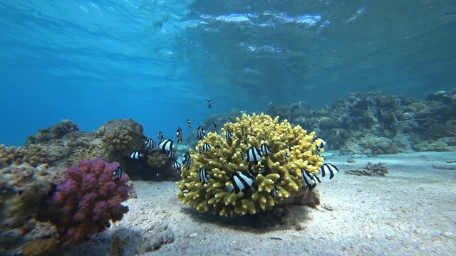 Humbug Dascyllus (Dascyllus aruanus)  on the coral reef.