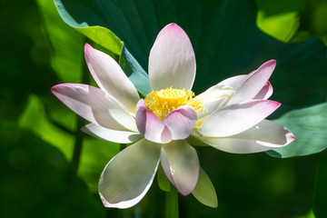 Close up of one delicate white water lily flowers (Nymphaeaceae) in full bloom on a water surface in a summer garden, beautiful outdoor floral background photographed with soft focus