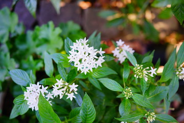 Pentas lanceolata flower and green leaf	
