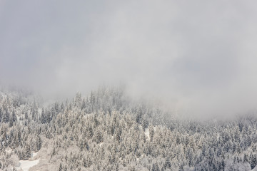 Coniferous forest in the mountains covered with snow and covered with clouds