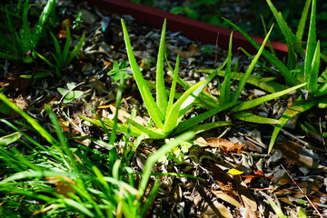 Aloe vera plant in a garden