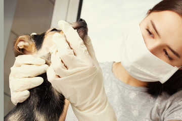 Medicine for animals. The girl a veterinarian examines the dogs of the toy terrier, check teet