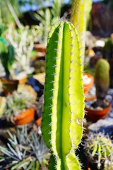 Beautiful cactus (Echinopsis mamillosa) in a pot in a garden