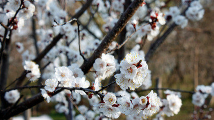 White flowers blooming fruit trees in spring close-up with blurred background