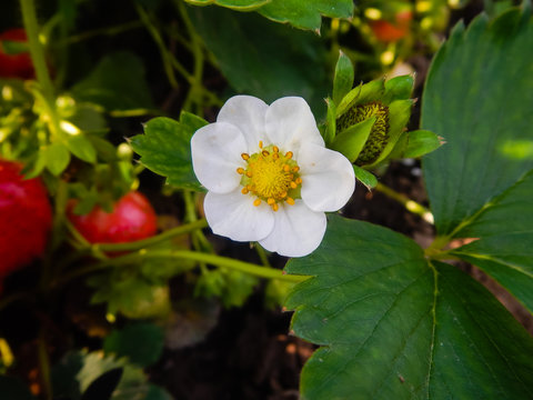 H&ouml;ga temperaturer under oktober och november ger fler blommor. S&auml;r- skilt sorter som Florence och Korona kr&auml;ver h&ouml;g tem- peratur f&ouml;r att bilda blommor. 