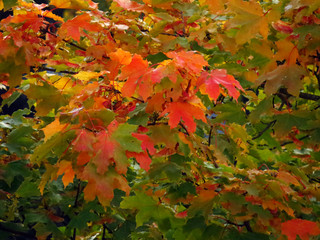 maple leaves in autumn