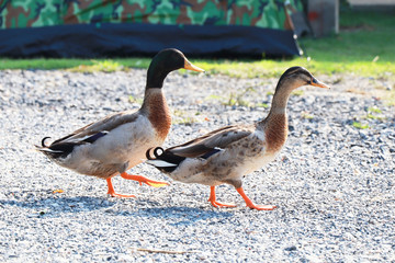 Duck walking in the park