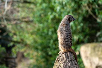 Naklejka na ściany i meble Meerkat observing the environment for predators