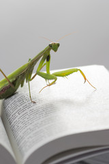 Portrait of European Mantis or Praying Mantis, Mantis religiosa, it stands on the bible.