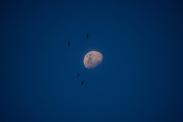 Fly to the moon 