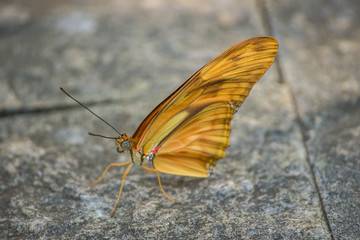 borboleta