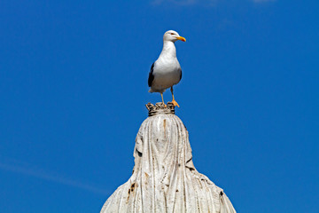A lesser black-backed gull (Larus fuscus) perches on top of a statue of Queen Victoria in Bristol, UK