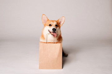 Corgi dog sits next to a crafting bag on a light background, space for text