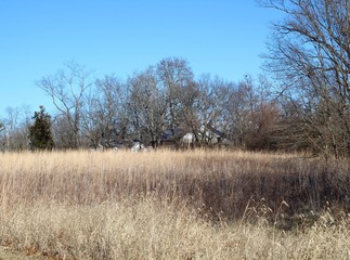 The autumn tall grass field on a sunny fall day.