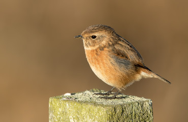 Stonechat Perched on Post
