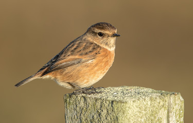Stonechat Perched on Post