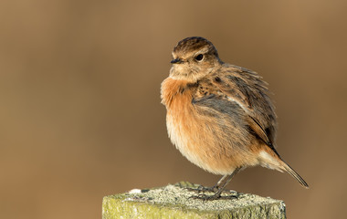 Stonechat Perched on Post