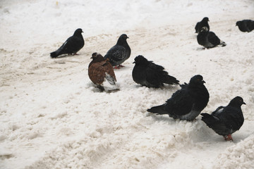 Frozen pigeons sit in the salt stained snow.