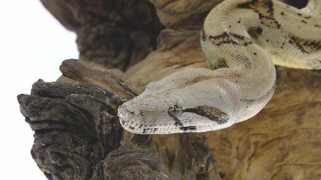 Columbian Boa or Boa constrictor imperator on wooden snag isolated in white. Close up. Slow motion