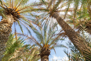 Fototapeta na wymiar Palms in the beautiful Vai palm beach at eastern part of Crete