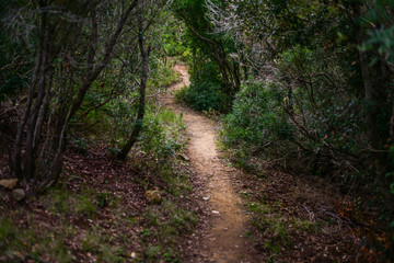 Trekking trail in the mediterranean bush. Capo Poro, Elba island, Tuscan Archipelago, Italy