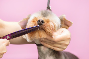 Dog gets hair cut at Pet Spa Grooming Salon. Closeup of Dog. The dog is trimmed with scissors. pink background. groomer concept