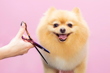 Dog gets hair cut at Pet Spa Grooming Salon. Closeup of Dog. The dog is trimmed with scissors. pink background. groomer concept - obrazy, fototapety, plakaty