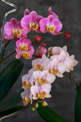 Two blooming lush orchids with yellow lips on grey blurred backdrop . Home flowers