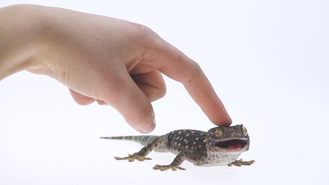 Hand stroking Tokay gecko - Gekko gecko on white background. Close up. Slow motion