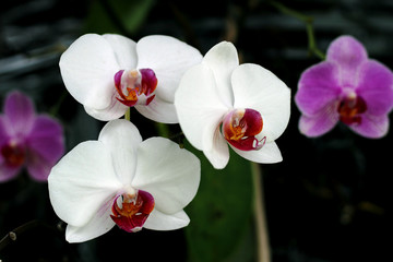 Fototapeta na wymiar Orchids, beautiful flowers of vibrant colors