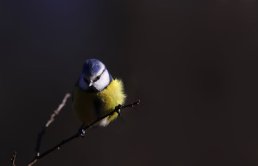 Blue tit on a branch on a blurred dark background